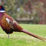 Pheasant