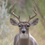 Closeup of a white-tailed deer buck