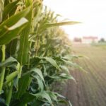 Corn field in sunset.