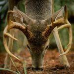 deer-feeding-forest