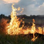 A fire burns in a field with dry grass.