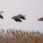 Flock of Canadian geese flying around the Great Salt Lake in Utah, the US
