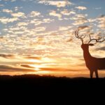 Silhouette of deer on top of a mountain with sunset in the background.