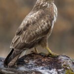 Vertical closeup shot of a goshawk perched on a branch with a blurry background