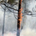 Vertical picture of burning trees in a forest covered in smoke