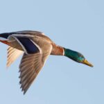 wild-duck-flying
