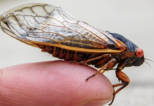 Rare Cicada Emergence Expected in Iowa This Summer